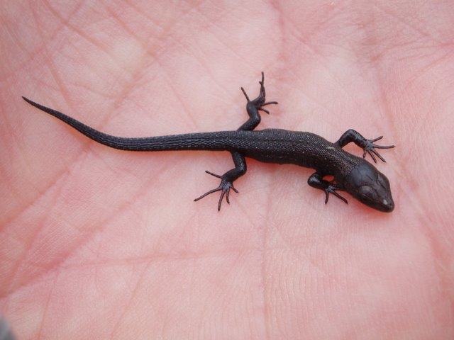 2007 07 Marais du Cerisaie 15